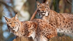 Animals lynx