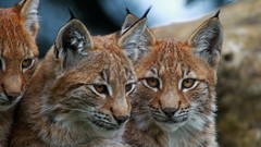 Animals lynx