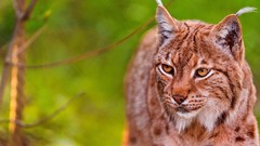 Animals lynx