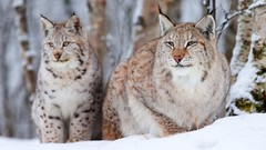 Animals lynx