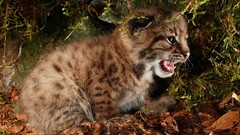 Animals lynx baby animals