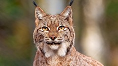 Animals lynx blurred background
