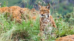 Animals lynx bushes wild animals feline
