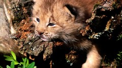 Animals lynx Canadian baby animals