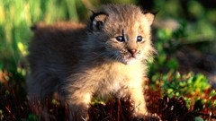 Animals lynx Canadian baby animals
