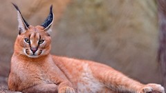 Animals lynx caracal