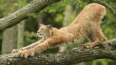 Animals lynx european