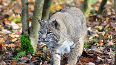 Animals lynx fallen leaves