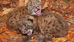 Animals lynx fallen leaves baby animals