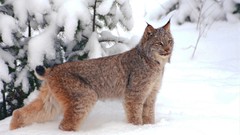 Animals lynx feline