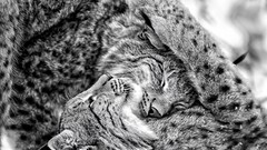 Animals lynx grayscale