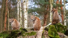 Animals lynx wild cats