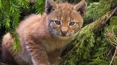 Animals lynx wildcat