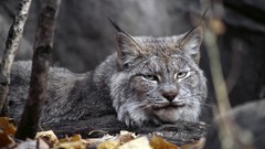 Animals lynx wildlife