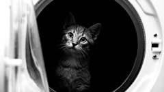 Animals Machine cats Kittens monochrome