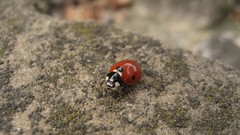 Animals macro ladybirds