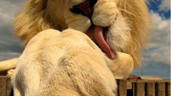 Animals Madagascar Lions