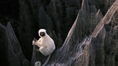 Animals Madagascar monkeys rock formations