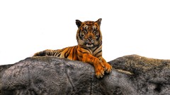 Animals Majestic Tigers Photo manipulation