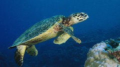 Animals Malaysia turtles