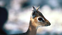 Animals male antelope baby animals