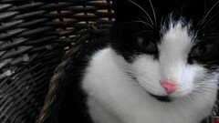 Animals Mammals cats