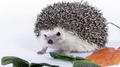 Animals Mammals hedgehogs