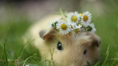 Animals Mammals stock photo