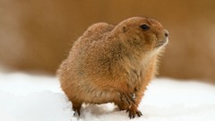 Animals Mammals wildlife ground hog