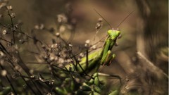 Animals mantis