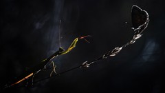 Animals mantis hunting