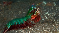 Animals mantis shrimp