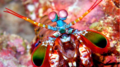 Animals mantis underwater Peacocks