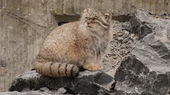 Animals manul wildcat