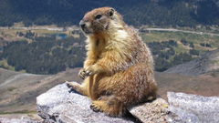 Animals marmots