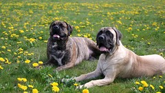 Animals meadows Dogs