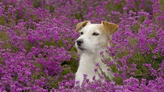 Animals meadows Dogs purple flowers
