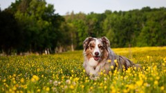 Animals meadows Dogs yellow flowers depth of field australian 