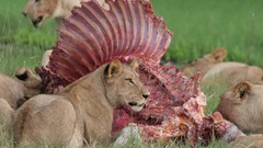 Animals meat hunting Lions eating feline