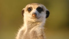 Animals meerkats