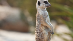 Animals meerkats