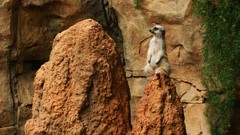 Animals meerkats