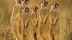 Animals meerkats