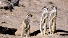 Animals meerkats