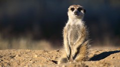 Animals meerkats