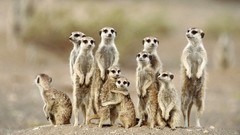 Animals meerkats