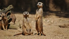 Animals meerkats