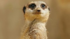Animals meerkats