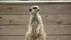 Animals meerkats