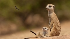 Animals meerkats